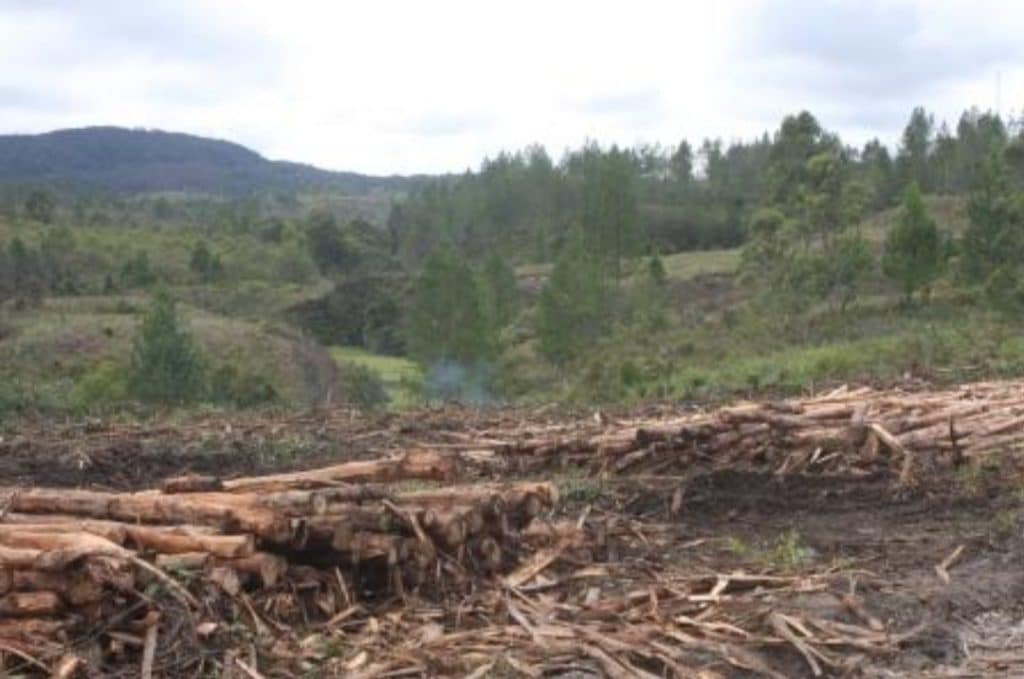 Kerusakan hutan