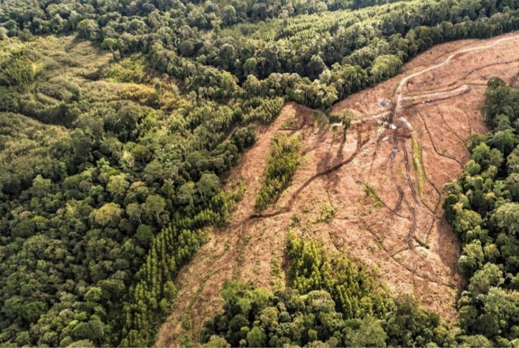 Kerusakan hutan