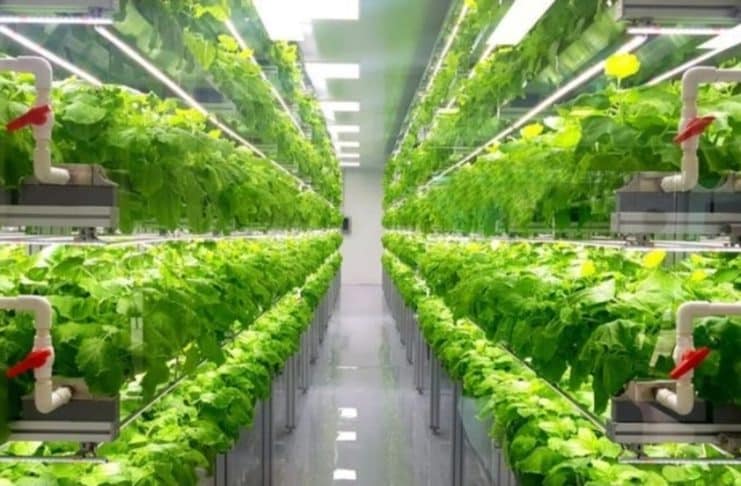 Menanam Nilai, Memanen Solidaritas: Urban Farming sebagai Gerakan Sosial Generasi Muda Kota Medan”