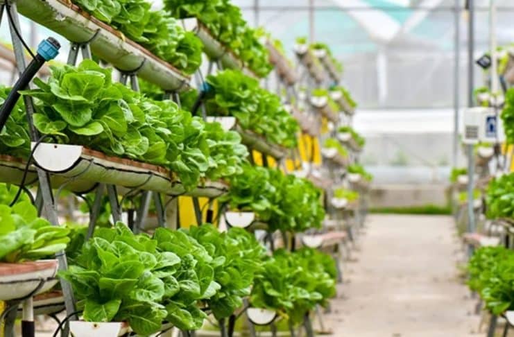 Urban Farming: Revolusi Hijau dari Pekarangan Kota”