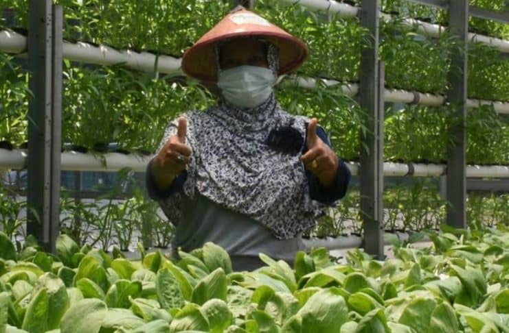 Menanam untuk Bertahan: Urban Farming sebagai Akar Budaya Baru Warga Kota