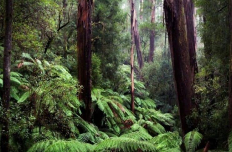 Hutan Papua di Meja Taruhan Negara