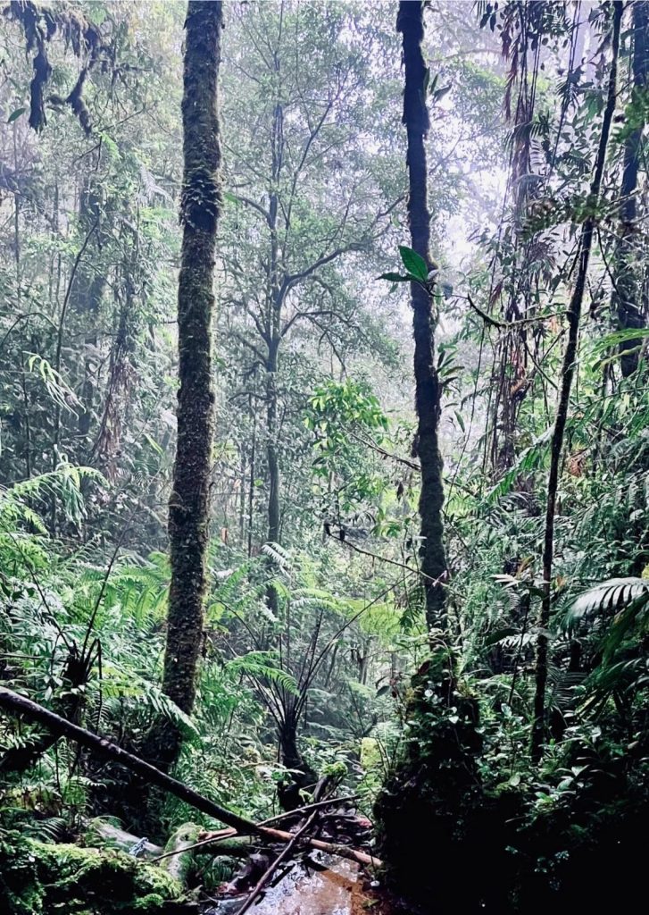 Sibuatan bukan sekadar tujuan puncak. Ia adalah ruang belajar tentang adaptasi dan keberanian