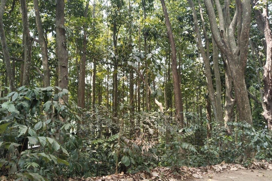 Tahura Djuanda, Jelajah Hutan dan Jejak Sejarah di Utara Bandung 3 Tahura Djuanda: Jelajah Hutan dan Jejak Sejarah di Utara Bandung
